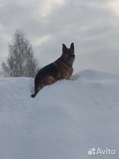 Собаки