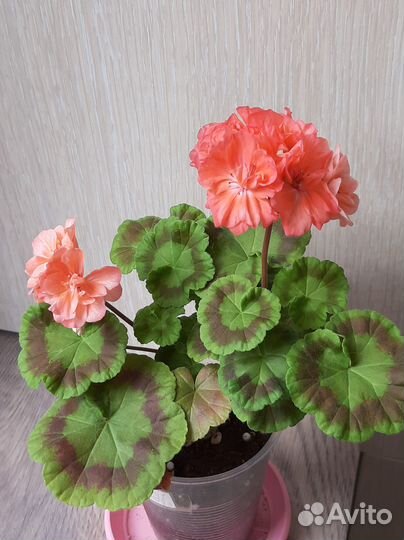 Пеларгония герань сортовая срезы