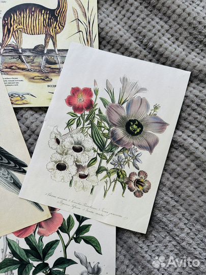 Плакаты винтажные с растениями и животными