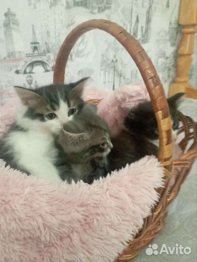 Котята полумейн-куны