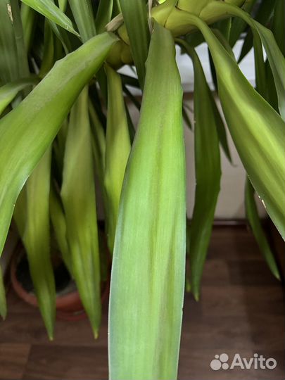 Дерево Юкка