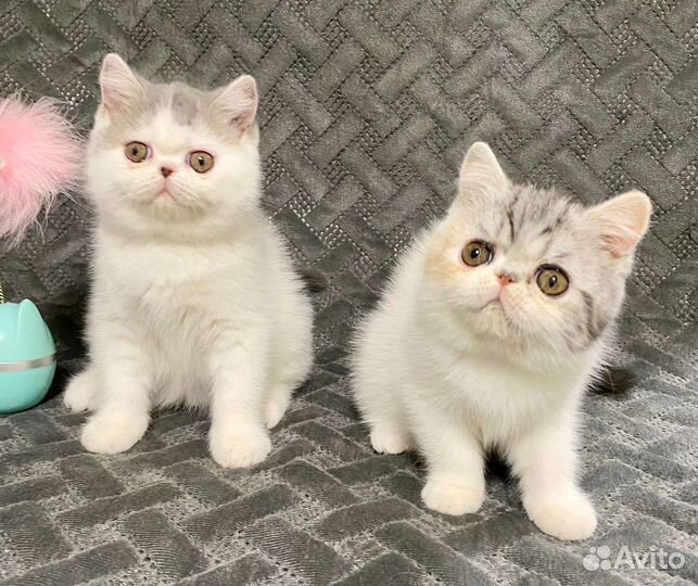 Экзотическая