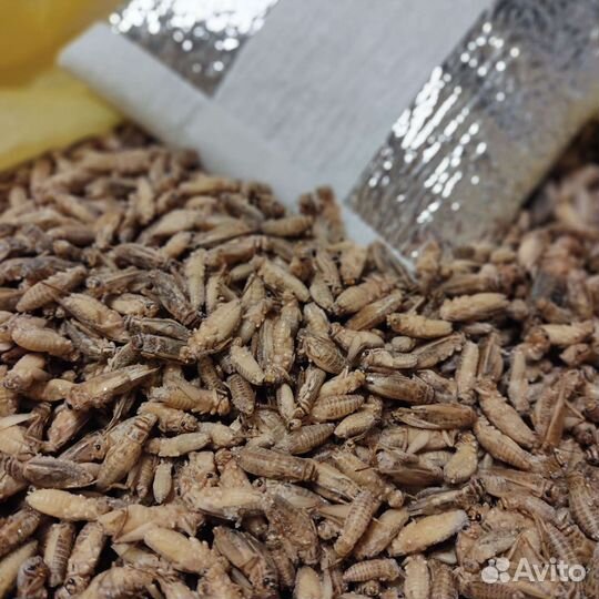 Замороженные сверчки