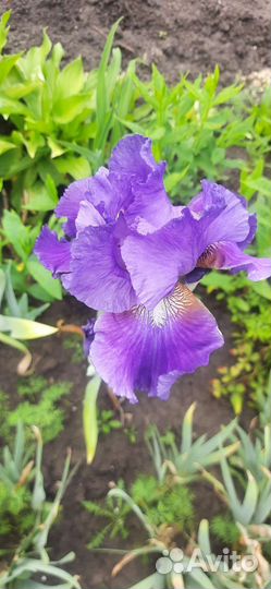 Ирисы бородатые