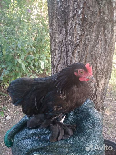 Продам молодую птицу