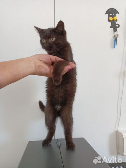 Котёнок бесплатно