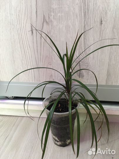 Филодендрон Атом