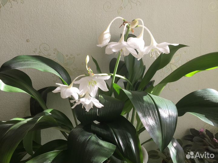 Эухарис (амазонская лилия )