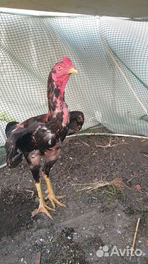 Бойцовые петухи