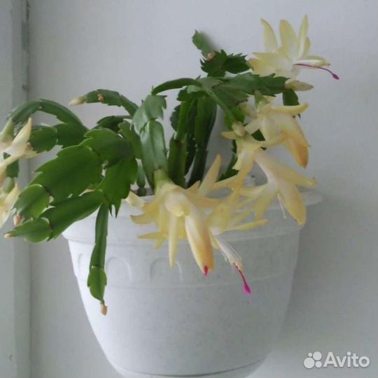 Декабрист шлюмбергера