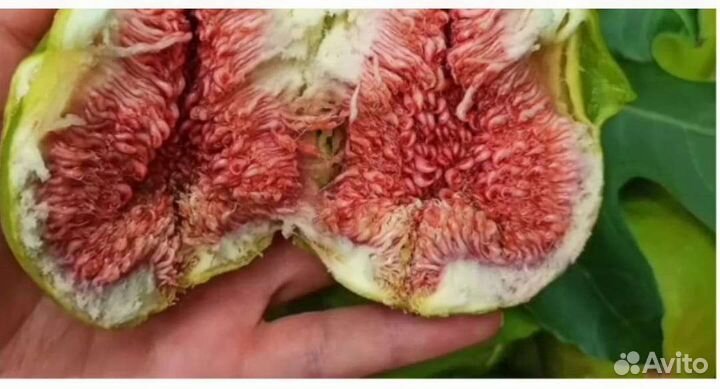 Грушевидный