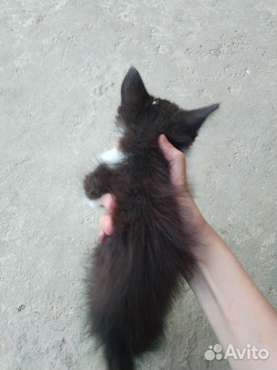 Кошка в дар бесплатно