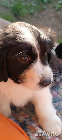 Щенок мальчик