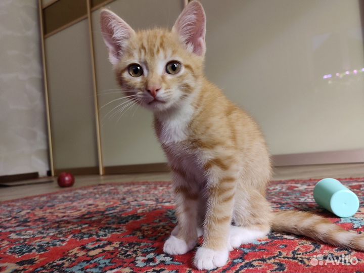 Рыжий котенок мальчик