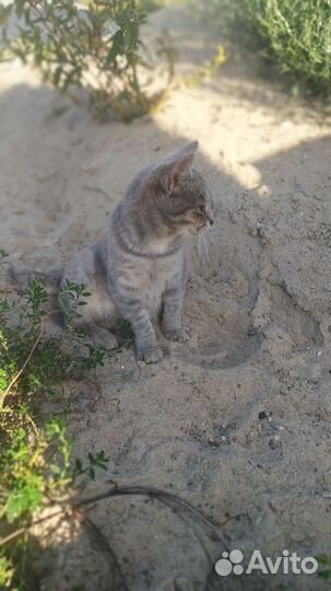 Кошки в добрые руки
