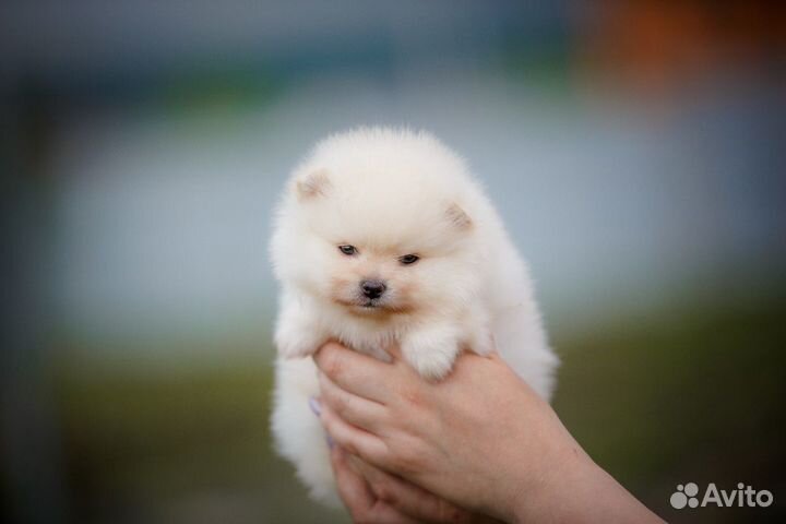 Шпицемишки