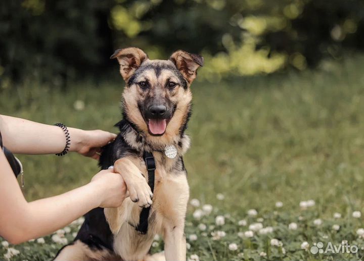 Щенок в добрые руки