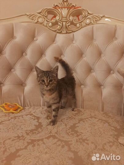 Приученный мальчик 2мес в дар