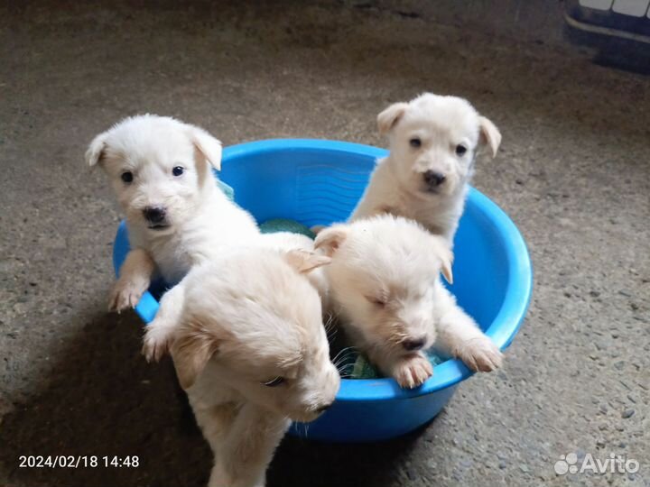 Метисы Лабрадора