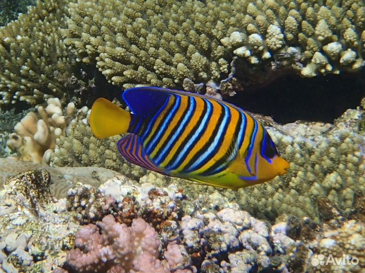 Рыбка Ангел Диакантус