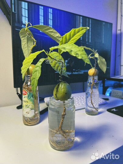 Бонсай авокадо