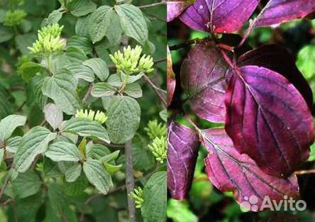 Дерен красный. Декоративные саженцы