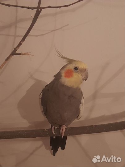 Попугай корелла девочка и мальчик