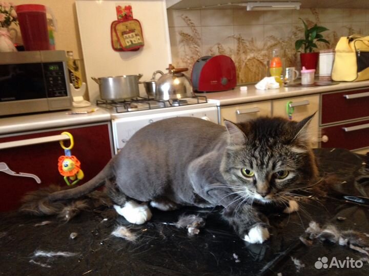 Стрижка кошек на дому