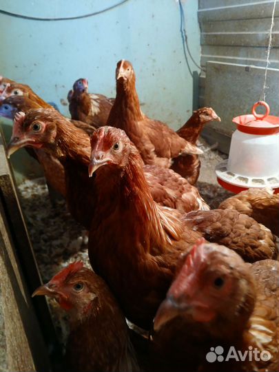 Куры молодки несушки
