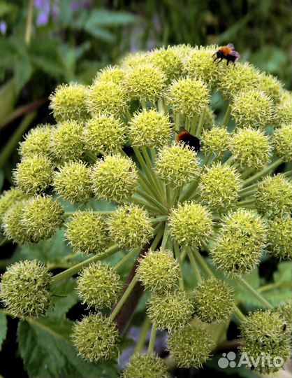 Мёд Алтайский дягель темный