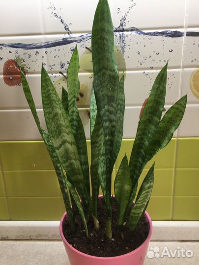 Сансевиерия фикус