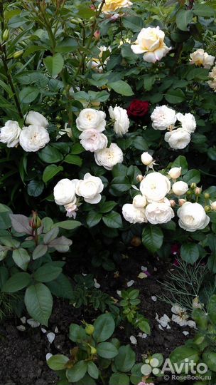 Роза Артемис-обильноцветущий шраб