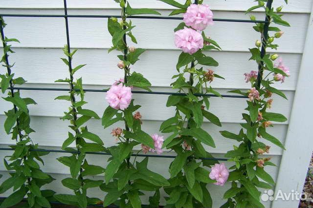 Калистегия махровая (многолетняя лиана)