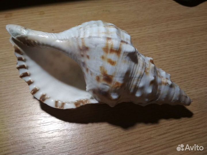 Ракушка морская за 2 штуки