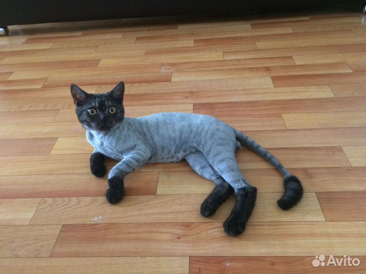 Стрижка кошек с выездом на дом.Стрижка собак