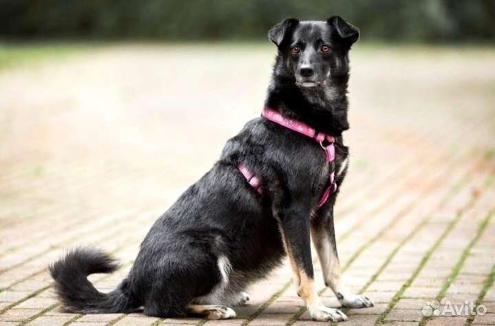 Муша ищет самых лучших хозяев