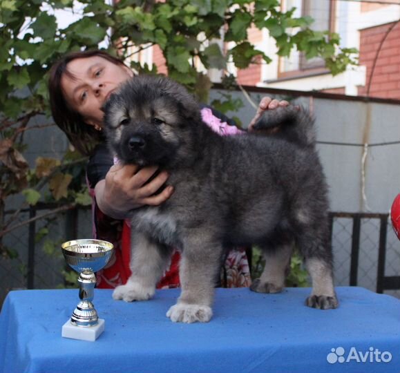 Щенки Кавказской Овчарки
