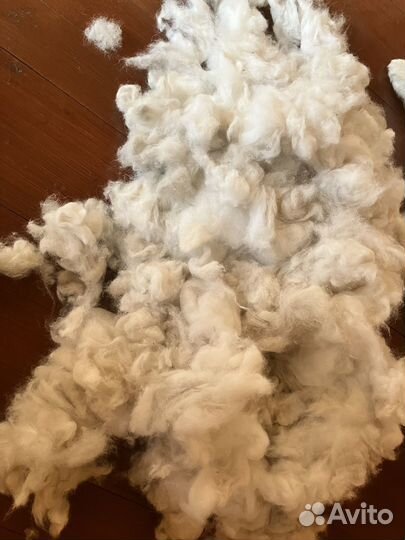 Шерсть, пух самоеда