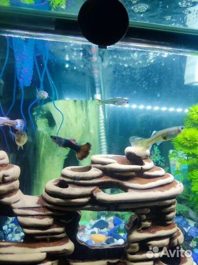 Аквариумные рыбки пецилия гуппи улитки физа