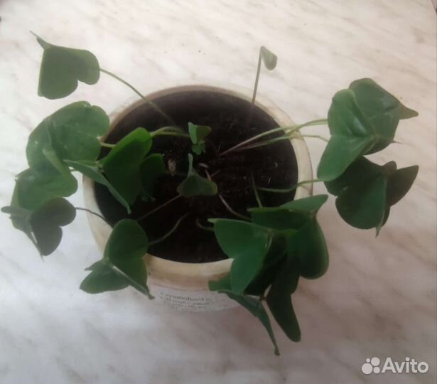 Кислица мартианская оксалис зеленый (редкий сорт)