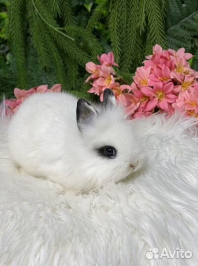 Львиноголовый карликовый кролик