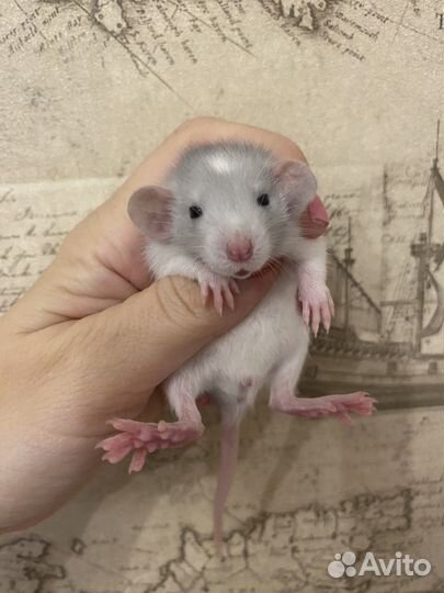 Крысята Дамбо много окрасов