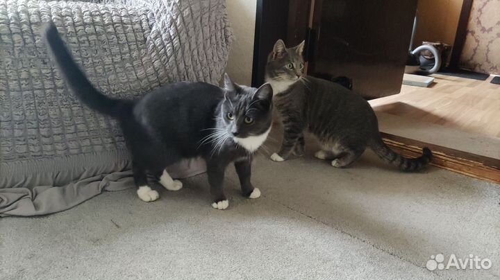Котики ищут дом