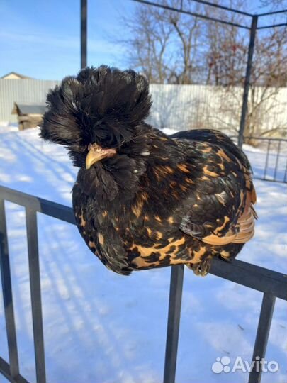 Инкубационное яйцо курочек Павловское золото