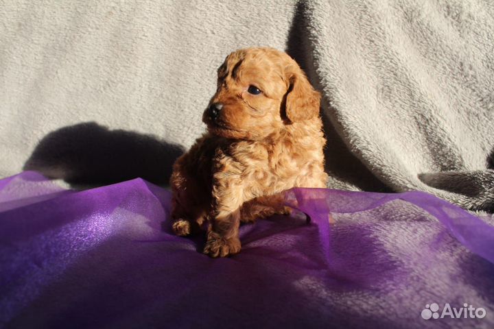 Щенки той-пуделя