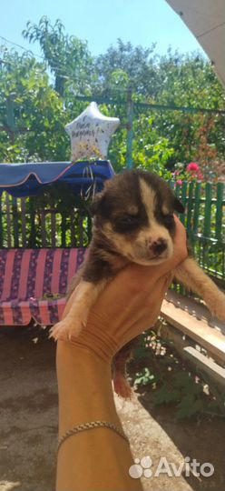 Раздаём щенков