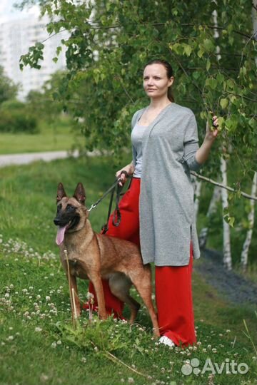 Бельгийская овчарка малинуа