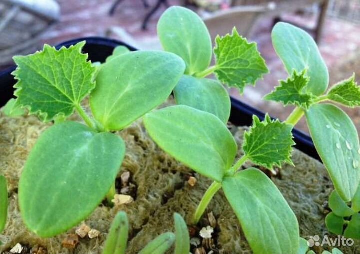 Рассада огурцов и кабачков и тыквы