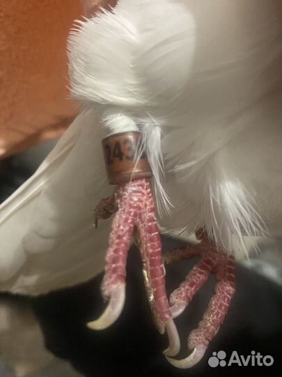 Голубь домашний