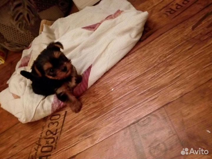 Йоркширский терьер